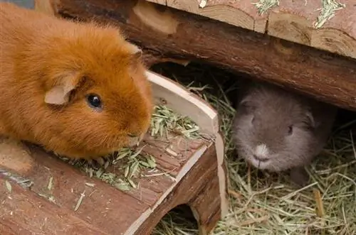 6 alternativa për shtratin e derrit të Guinea që gjenden në shtëpinë tuaj (me foto)