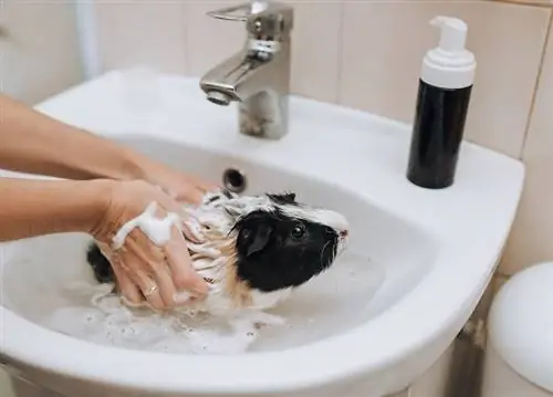7 Safe & Skuteczna alternatywa dla szamponu dla świnek morskich (ze zdjęciami)