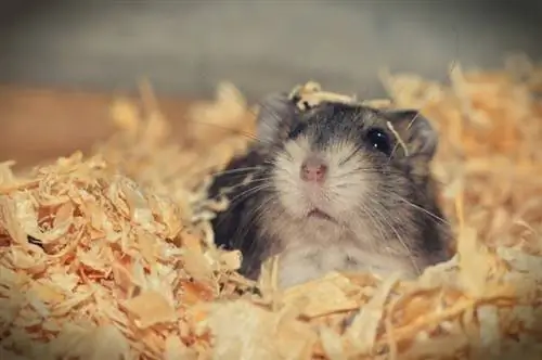 5 alternativ till hamstersängar hittade i ditt hem (med bilder)