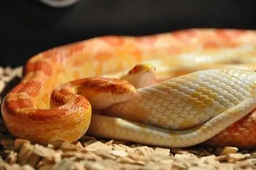 4 alternatieven voor slangenbedding gevonden in je huis (met foto's)