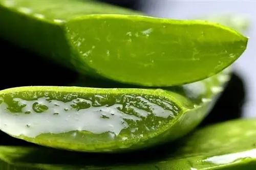 Aloe Vera có độc đối với chó không? Thông tin dinh dưỡng đã được bác sĩ thú y đánh giá & Câu hỏi thường gặp