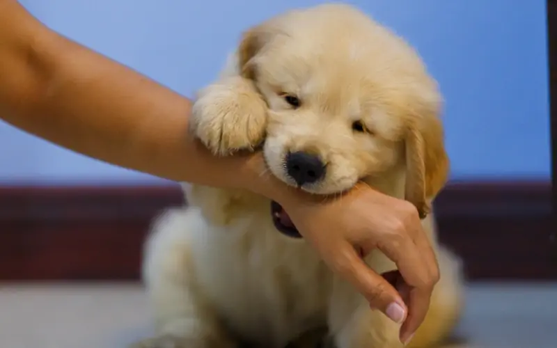 Worden puppy's doof geboren? Op wetenschap gebaseerde feiten & Veelgestelde vragen
