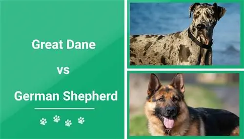 Deense dog versus Duitse herder: welke moet ik kiezen?