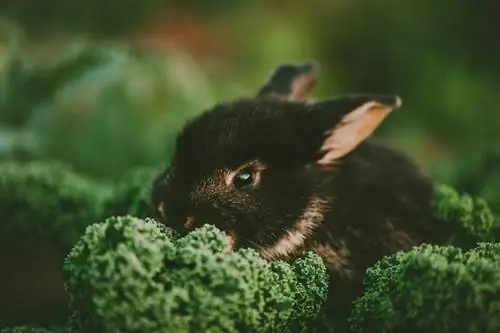 Wat moet je je konijn voeren als het konijnenvoer op is? 10 geweldige voorbeelden