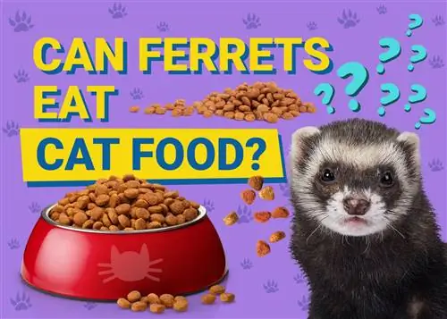 Bisakah Ferret Makan Makanan Kucing? Apa yang perlu Anda ketahui