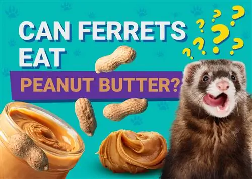 Maaari Bang Kumain ang Ferrets ng Peanut Butter? Anong kailangan mong malaman