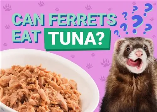 Môžu fretky jesť tuniaka? Čo potrebuješ vedieť