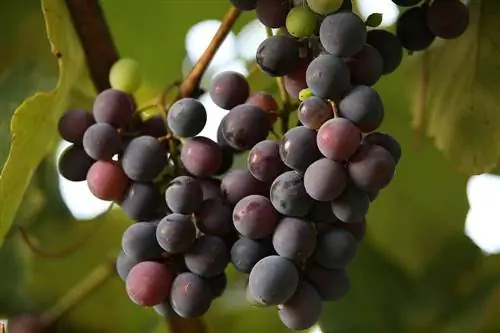 A mund të hanë rrush Derrat Guinea? Çfarë duhet të dini