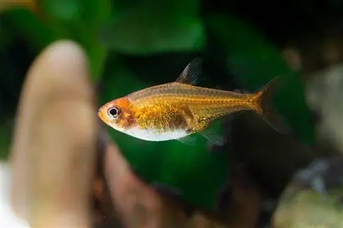 Ember Tetra: Care Guide, Varieties, Lifespan, Pictures & بیشتر