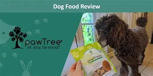 מזון לכלבים pawTree & סקירת פינוקים 2023: חוות דעת המומחה שלנו