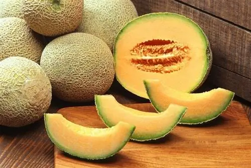 Je, Nguruwe wa Guinea Wanaweza Kula Cantaloupe? Unachohitaji Kujua