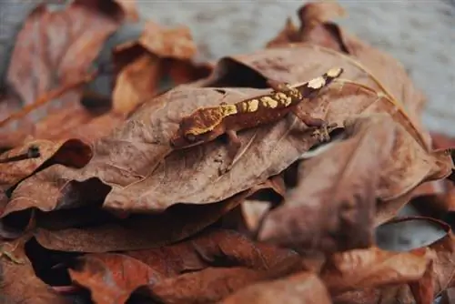 Halloween Crested Gecko: Məlumat & Başlayanlar üçün Qulluq Bələdçisi (Şəkillərlə)