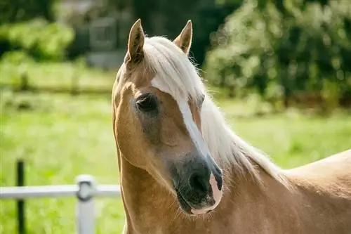 18 Europese paardenrassen (met afbeeldingen)