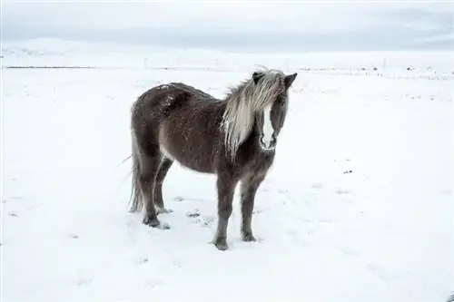 5 plemen koní, kterým se daří v chladném počasí (s obrázky)