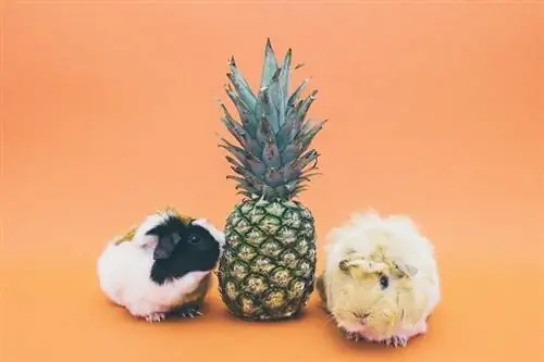 Maaari bang Kumain ng Pineapples ang Guinea Pig? Anong kailangan mong malaman