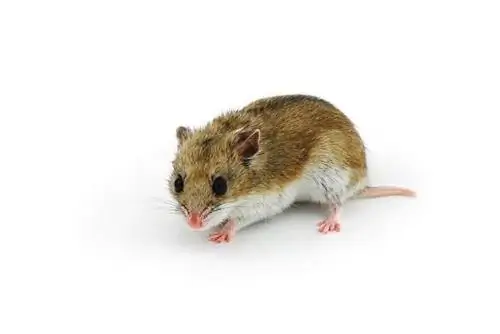 Chinese Hamster Inligting: Prente, Eienskappe & Feite