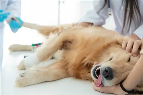 Epilepsi hos hundar: typer, symtom och information