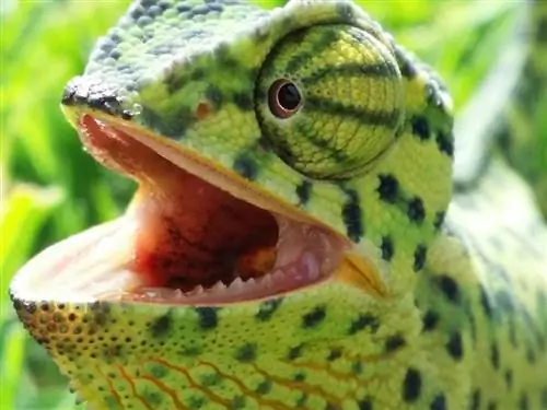 Ar chameleonai turi dantis? Ką tu turi žinoti