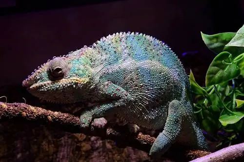 10 mitų ir klaidingų nuomonių apie chameleonus, kurių reikia nustoti tikėti dabar