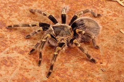 10 essentiële Tarantula-benodigdheden om aan de slag te gaan (update 2023)