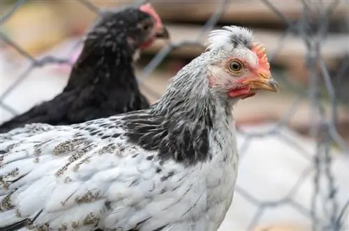 Cream Legbar Chicken: Pictures, Info, Traits, & Guia de Cuidados