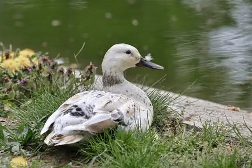 Walliese Harlekyn-eend: feite, gebruike, oorsprong, prente & Kenmerke