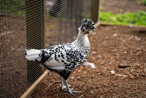 Spitzhauben Chicken: Pictures, Info, Traits, & Խնամքի ուղեցույց