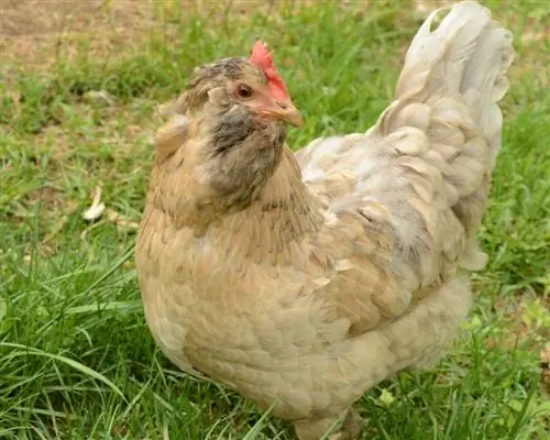 Easter Egger Chicken: Pictures, Info, Traits, & Guia de Cuidados
