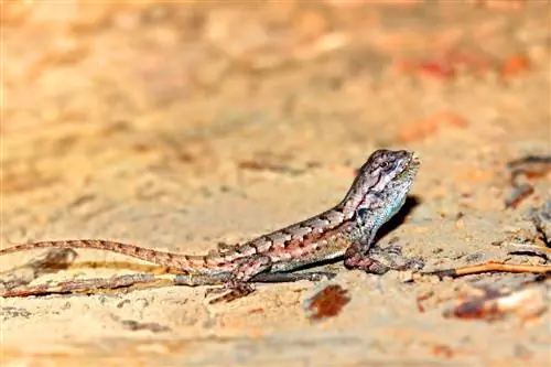 20 melhores lagartos de estimação para iniciantes (com fotos)