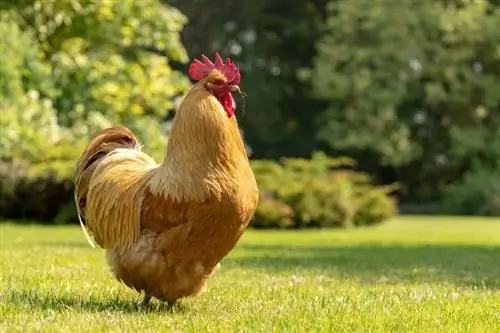 22 kippenrassen: de meest populaire soorten wereldwijd (met afbeeldingen)