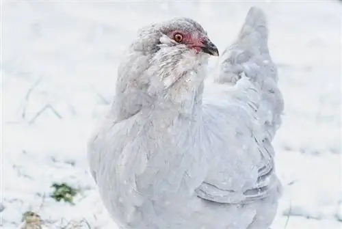 Ayam Ameraucana: Gambar, Fakta, Jangka Hayat, Tingkah Laku & Panduan Penjagaan