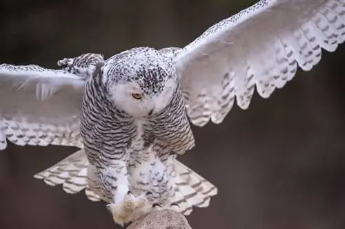 Adakah Burung Hantu Menyerang dan Makan Arnab? Apa yang Anda Perlu Tahu