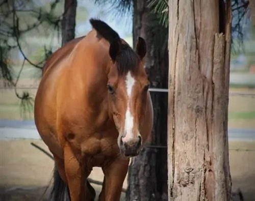 7 sons de cheval courants et ce qu'ils signifient (avec audio)