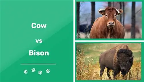 Krava verzus bizón: Kľúčové rozdiely (s obrázkami)