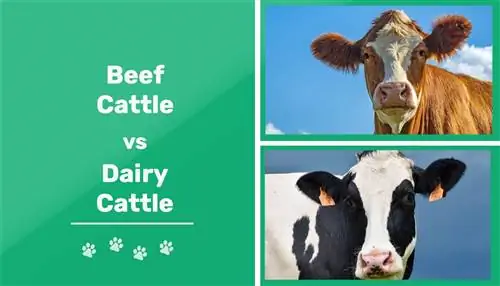 Lembu Daging vs Lembu Tenusu: Perbezaan Utama (Dengan Gambar)