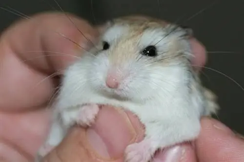 Roborovski Dwarf Hamster: Impormasyon, Mga Larawan, Mga Katangian & Mga Katotohanan