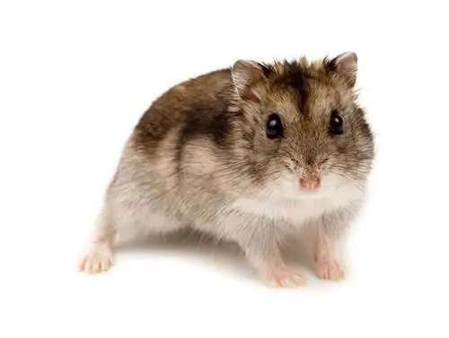 Dwerg Winter Wit Russiese Hamster: Inligting, Prente, Temperament & Eienskappe