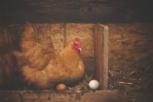 15 DIY Chicken Nesting Box มีแผนจะสร้างวันนี้ (พร้อมรูปภาพ)