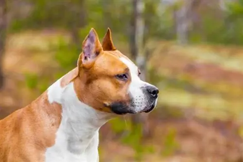 Untuk Apa American Staffordshire Terrier Dibesarkan? (Sejarah & Fakta)