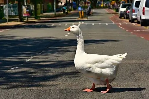 Embden Goose: Keeb kwm, yam ntxwv, tsos & Ntau yam (nrog duab)