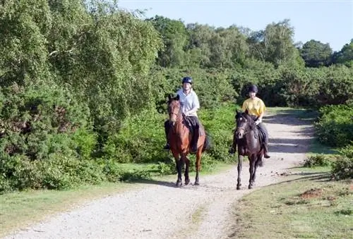 Ձիերը սիրում են հեծնել. Trust & Training Explained