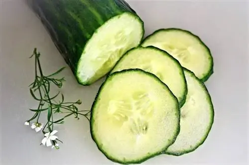 Kan marmotte komkommers eet? Veearts het Voedingsfeite nagegaan & Voorstelle