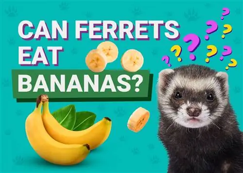 Ali lahko dihurji jedo banane? Kaj morate vedeti