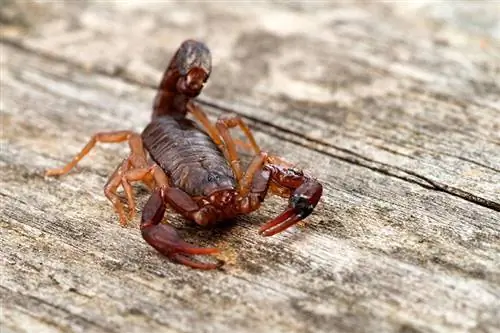 2 вида скорпиони, открити в Алабама (със снимки)