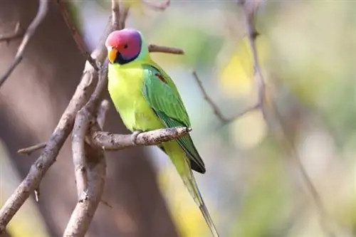 10 najlepších jedál pre papagáje z roku 2023 – recenzie & najlepších