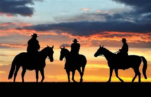 100+ západních jmen koní: Nápady na klasické & venkovských koní