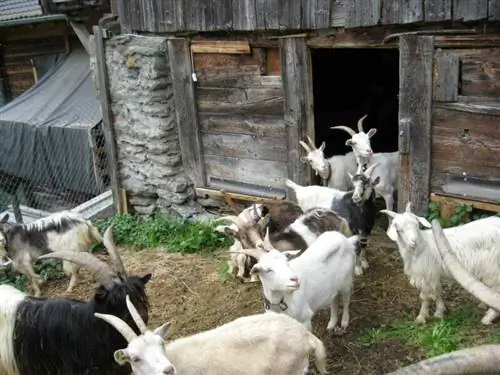 20 DIY načrtov zavetja za koze, ki jih lahko zgradite danes (s slikami)