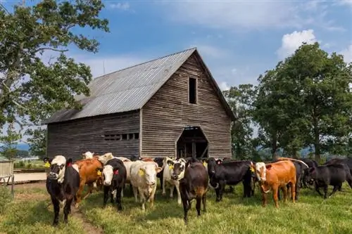 كم عدد الأبقار الموجودة في الولايات المتحدة؟ (تم التحديث في عام 2023)