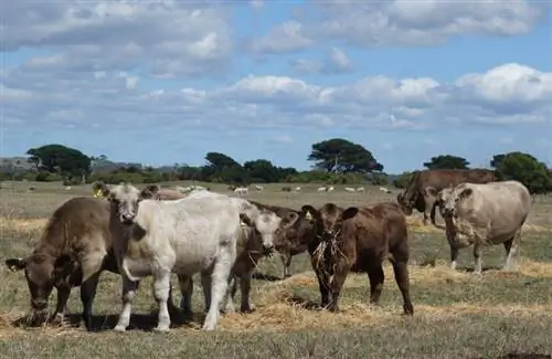 ما هي كمية الميثان التي تنتجها الأبقار؟ ماذا يقول العلم (تحديث 2023)