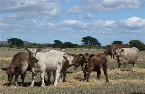 Ng'ombe Huzalisha Methane Ngapi? Sayansi Inasema Nini (Sasisho la 2023)